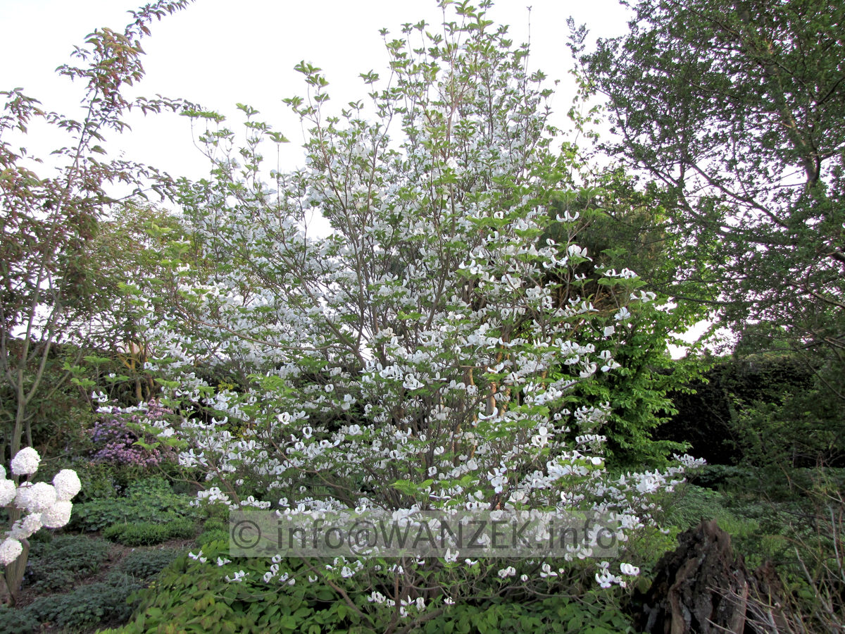 Cornus florida - Sol1.JPG